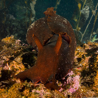 Aplysia vaccaria (Black Sea Hare)