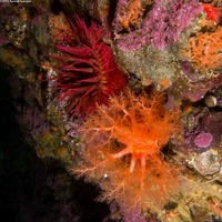 Urticina eques (White-Spotted Rose Anemone)