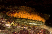 Crassadoma gigantea (Rock Scallop)