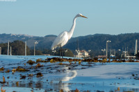 Ardea alba (Great Egret)