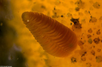 Doris montereyensis (Monterey Dorid)