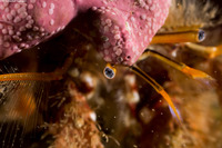 Paguristes ulreyi (Furry Hermit Crab)