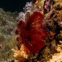 Himerometra robustipinna (Robust Feather Star)