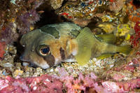 Diodon liturosus (Black-Blotched Porcupinefish)