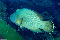 Cheilinus undulatus (Humphead Wrasse)