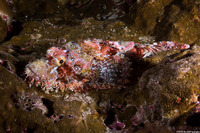 Scorpaenopsis oxycephala (Tasseled Scorpionfish)