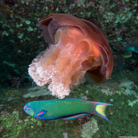 Crambione mastigophora (Rhizostome Jellyfish)