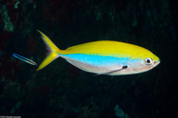 Caesio xanthonota (Yellowback Fusilier)
