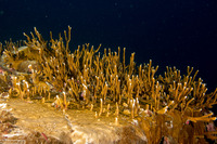 Millepora sp.1 (Encrusting Fire Coral)