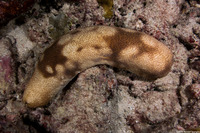 Bohadschia sp.1 (Bohadschia sp.1)