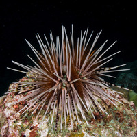 Echinothrix calamaris (Double-Spined Urchin)