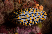 Phyllidia varicosa (Varicose Phyllidia)