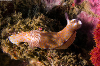 Hypselodoris pulchella (Beautiful Risbecia)