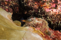 Ecsenius bicolor (Bicolor Coralblenny)