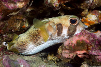 Diodon liturosus (Black-Blotched Porcupinefish)
