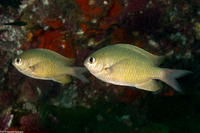 Chromis cinerascens (Green Chromis)