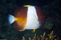 Hemitaurichthys zoster (Black Pyramid Butterflyfish)