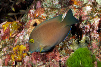 Ctenochaetus truncatus (Yelloweye Bristletooth)