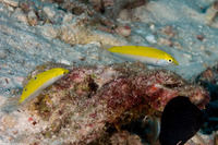Halichoeres leucoxanthus (Canarytop Wrasse)