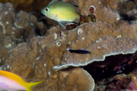 Lutjanus bohar (Red Snapper)