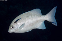 Kyphosus cinerascens (Topsail Chub)