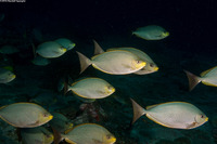Siganus javus (Java Rabbitfish)