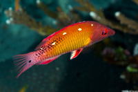 Bodianus diana (Diana's Hogfish)