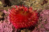 Urticina eques (White-Spotted Rose Anemone)