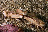 Latulambrus occidentalis (Sandflat Elbow Crab)