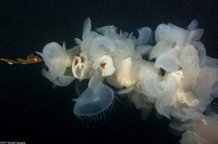 Melibe leonina (Lion's Mane Nudibranch)