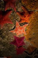 Patiria miniata (Bat Star)