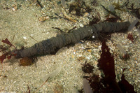 Pachycerianthus fimbriatus (Tube-Dwelling Anemone)