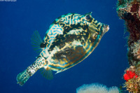 Acanthostracion quadricornis (Scrawled Cowfish)