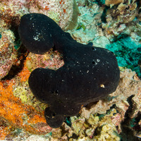 Aaptos pernucleata (Pernucleata Sponge)