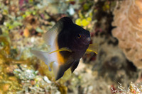 Stegastes partitus (Bicolor Damselfish)