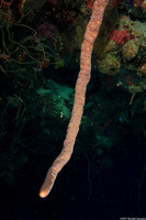 Aplysina fulva (Scattered Pore Rope Sponge)
