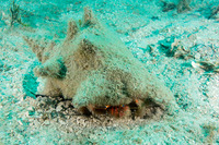 Paguristes erythrops (Red-Banded Hermit Crab)