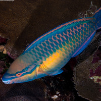 Scarus taeniopterus (Princess Parrotfish)