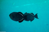 Melichthys niger (Black Triggerfish)