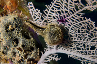 Pteria colymbus (Atlantic Wing-Oyster)