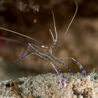 Ancylomenes pedersoni (Pederson Cleaner Shrimp)