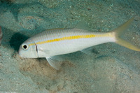Mulloidichthys martinicus (Yellow Goatfish)