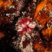 Anamobaea orstedii (Splitcrown Feather Duster)