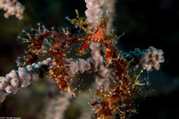 Podochela sp.1 (Neck Crab)