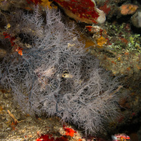 Antipathes atlantica (Gray Sea Fan Black Coral)