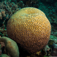 Diploria labyrinthiformis (Grooved Brain Coral)