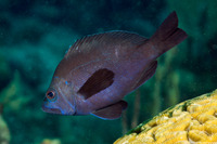 Hypoplectrus nigricans (Black Hamlet)