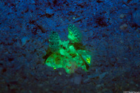 Lysiosquilla scabricauda (Scaly-Tailed Mantis Shrimp)