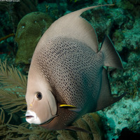 Pomacanthus arcuatus (Gray Angelfish)