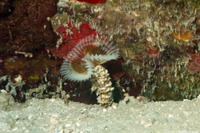 Notaulax nudicollis (Brown Fanworm)